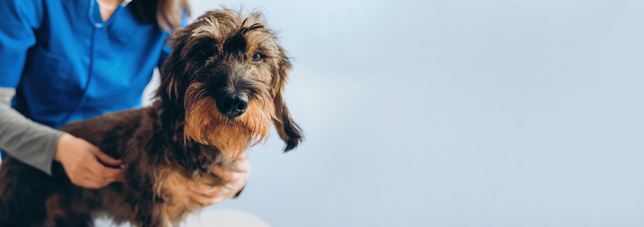 Veterinarian holding pet compaion seeking healthcare