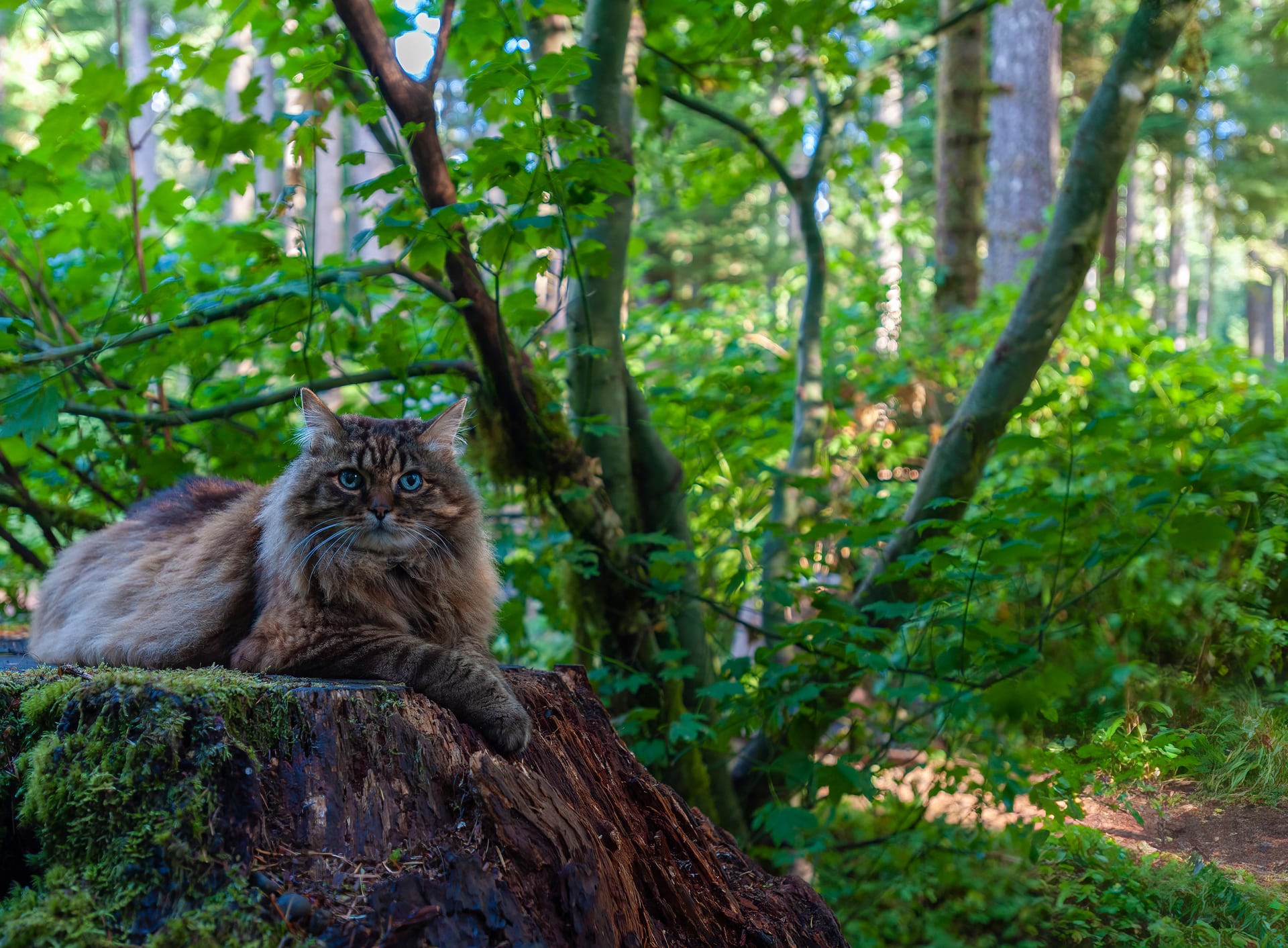 Serene elderly cat in tree lovingly displaying affection