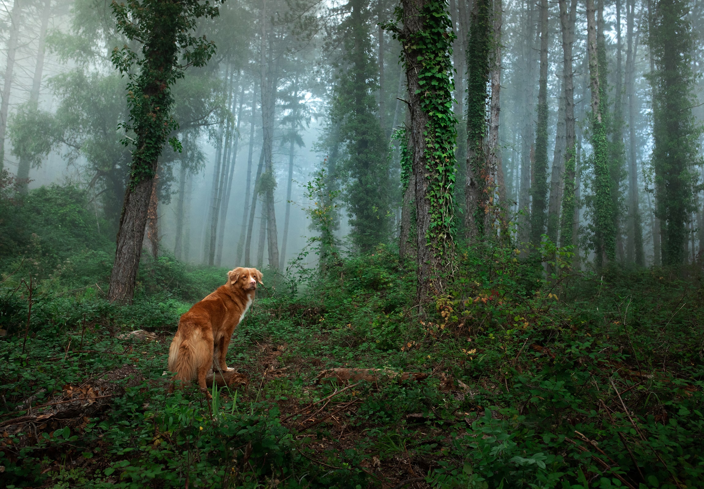 Dog presenting behind a moss covered tree root picturesque scenic nature