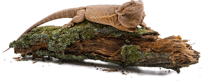 gecko chameleon relaxing on a log