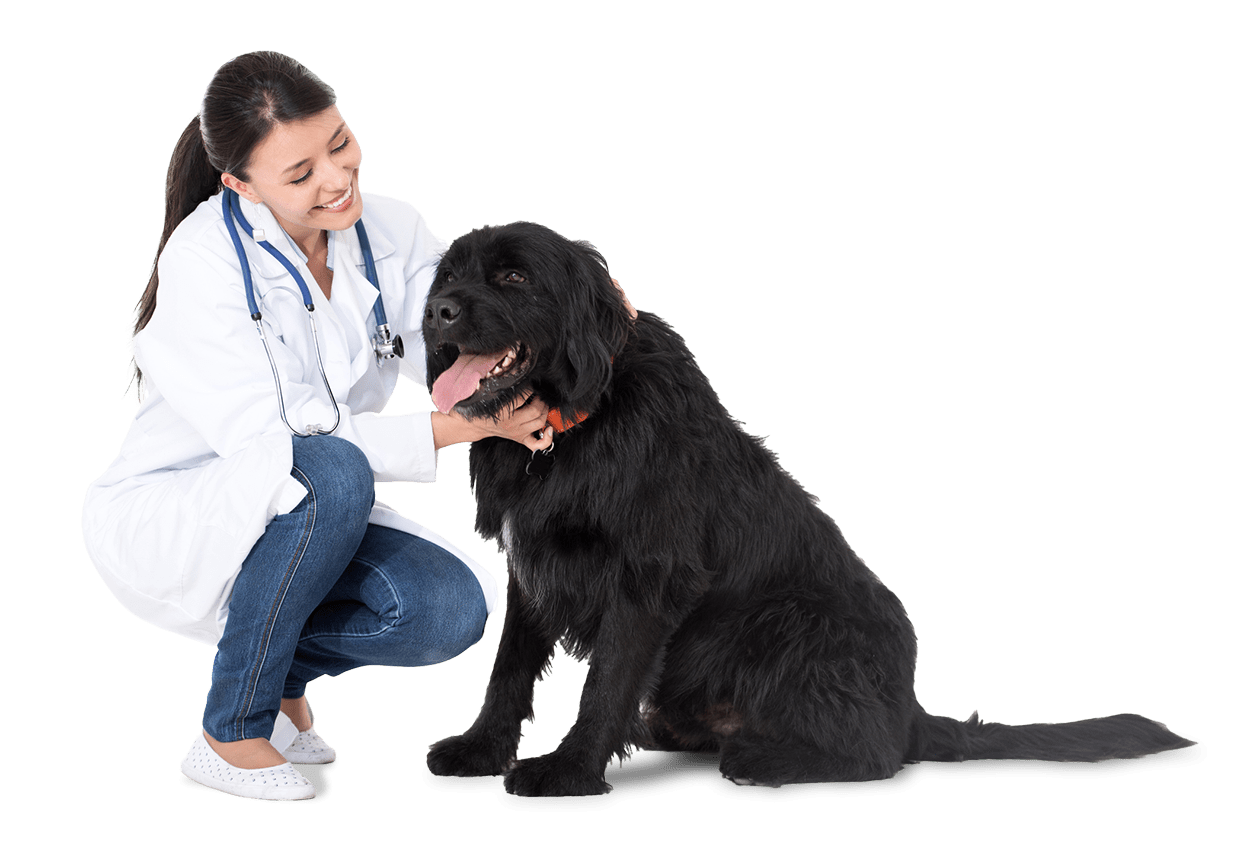 Aging pet dog being comforted by veterinary doctor technician