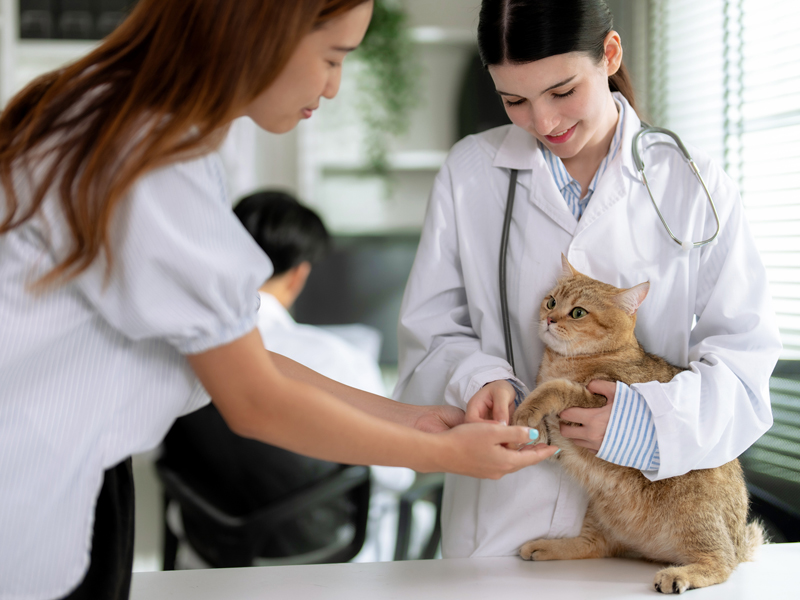 Tender caring vet techs caring for a cat