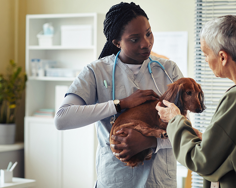 Veterinarian showing compassion to elderly cutomer on their aging pet